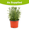 French Lavender stoechas