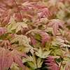 Acer palmatum Orange Dream
