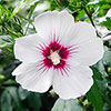 Tricolour Hibiscus