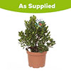 Strawberry Tree - Arbutus unedo Strawberry Tree - Arbutus unedo