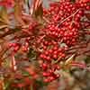 Nandina Firepower Yougarden
