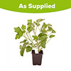 Patio Lavatera Mallow Barnsley Baby Patio Lavatera Mallow Barnsley Baby