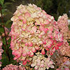 Hydrangea Diamant Rouge