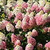 Hydrangea paniculata Sundae Fraise Hydrangea paniculata Sundae Fraise