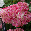 Hydrangea paniculata Sundae Fraise Hydrangea paniculata Sundae Fraise