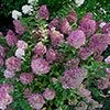 Hydrangea paniculata Sundae Fraise Hydrangea paniculata Sundae Fraise