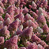 Hydrangea paniculata Sundae Fraise Hydrangea paniculata Sundae Fraise