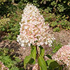 Hydrangea paniculata Silver Dollar