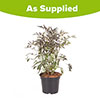 Sambucus nigra Black Lace