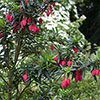 Crinodendron hookerianum Crinodendron hookerianum