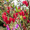 Crinodendron hookerianum Crinodendron hookerianum