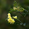 Coronilla Citrina Coronilla Citrina