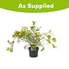 Coronilla Citrina Coronilla Citrina