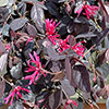Loropetalum Black Pearl Chinese Witch Hazel
