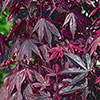 Acer palmatum Atropurpureum Japanese Maple