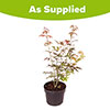 Acer palmatum Atropurpureum Japanese Maple