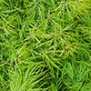 Acer palmatum Emerald Lace