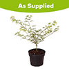 Acer palmatum Emerald Lace