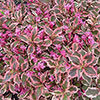 Weigela florida Monet Weigela florida Monet