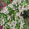 Pieris Mountain Fire