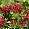 Pieris Mountain Fire