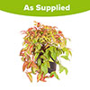 Nandina Fire Power