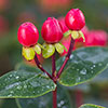Hypericum Miracle Attraction Hypericum Miracle Attraction