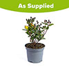 Hypericum Miracle Attraction Hypericum Miracle Attraction