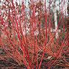 Cornus sanguinea Annys Winter Orange