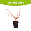 Cornus sanguinea Midwinter Fire