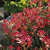 Pieris Flaming Silver
