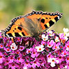 Buddleia Berries and Cream Buddleia Berries and Cream