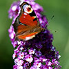 Buddleia Berries and Cream Buddleia Berries and Cream