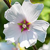 Lavatera Barnsley Baby Lavatera Barnsley Baby