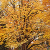 Toffee AppleTree - Cercidiphyllum japonicum Katsura Toffee AppleTree - Cercidiphyllum japonicum Katsura
