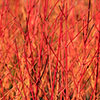 Cornus sanguinea Midwinter Fire 9cm x 3