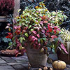 Nandina Fire Power Nandina Fire Power