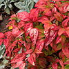 Nandina Fire Power Nandina Fire Power