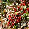 Nandina Fire Power Nandina Fire Power