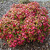 Nandina Fire Power Nandina Fire Power
