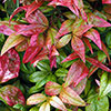 Nandina Fire Power Nandina Fire Power