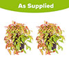 Nandina Fire Power Nandina Fire Power
