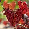 Cercis canandensis Forest Pansy
