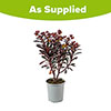 Euphorbia Miners Merlot Euphorbia Miners Merlot