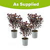 Euphorbia Miners Merlot Euphorbia Miners Merlot