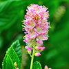 Clethra alnif. Ruby Spice 9cm x3