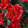 Azalea Encore Autumn Fire