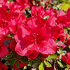 Azalea Encore Autumn Fire