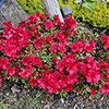 Azalea Encore Autumn Fire