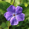 Vinca minor La Grave